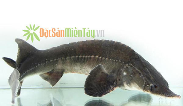 Cá tầm