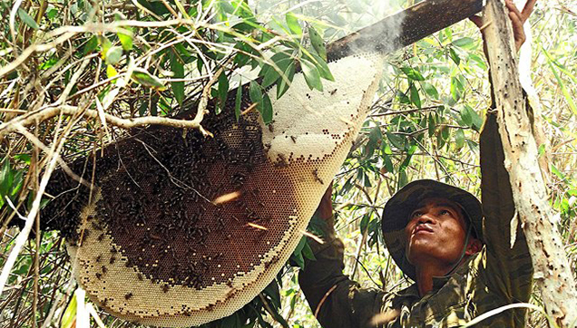Người dân gác kèo để thu hoạch mật ong U Minh
