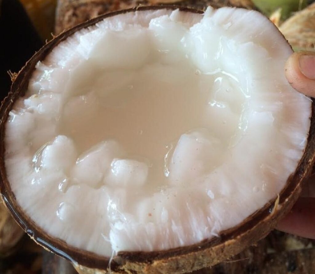 Ăn trực tiếp dừa sáp Trà Vinh cũng rất ngon và bổ dưỡng